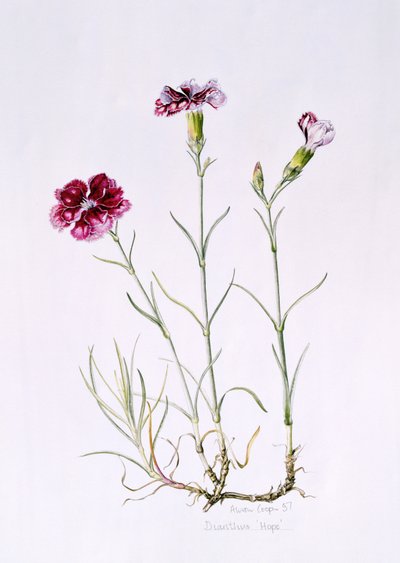 Dianthus Hope, 1997 da Alison Cooper